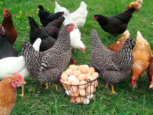 Содержание кур и уход за ними | ЗооТом - продажа, вязка и услуги для животных в Красноуфимске