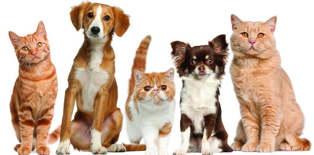 Доска объявлений о животных | ЗооТом - продажа, вязка и услуги для животных в Красноуфимске