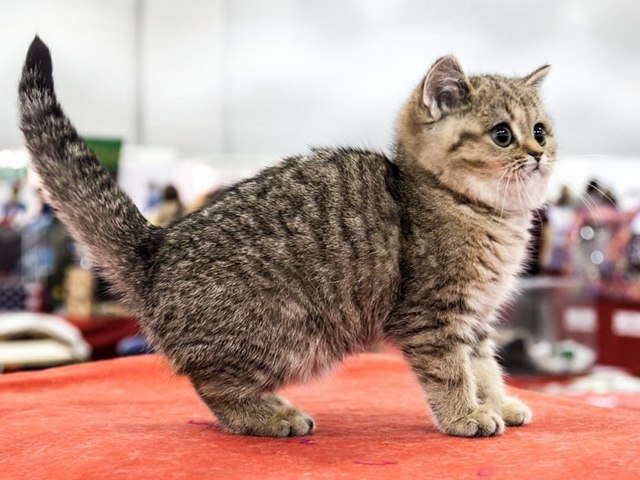 Породы кошек в Красноуфимске | ЗооТом портал о животных