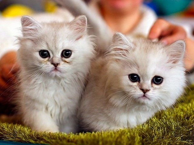 Породы кошек в Красноуфимске | ЗооТом портал о животных