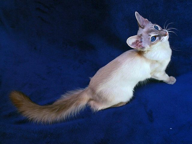 Выведенные породы кошек в Красноуфимске | ЗооТом портал о животных