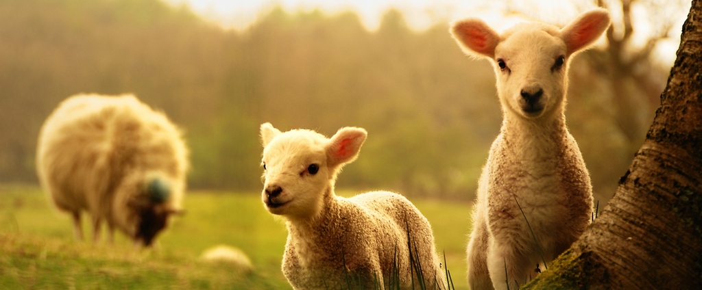 Объявления о сельскохозяйственных животных | ЗооТом - продажа, вязка и услуги для животных в Красноуфимске