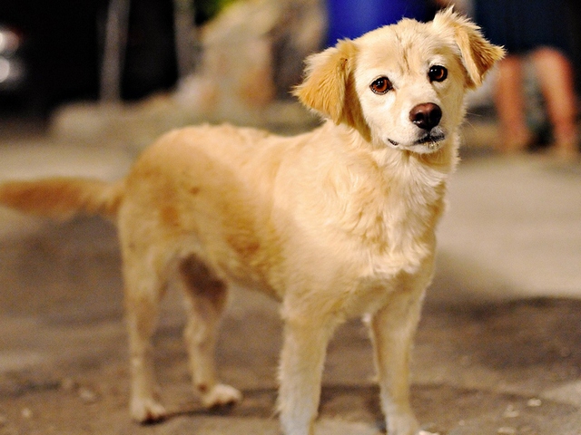 Породы собак в Красноуфимске | ЗооТом портал о животных