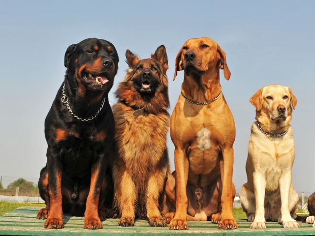 Крупные породы собак в Красноуфимске | ЗооТом портал о животных